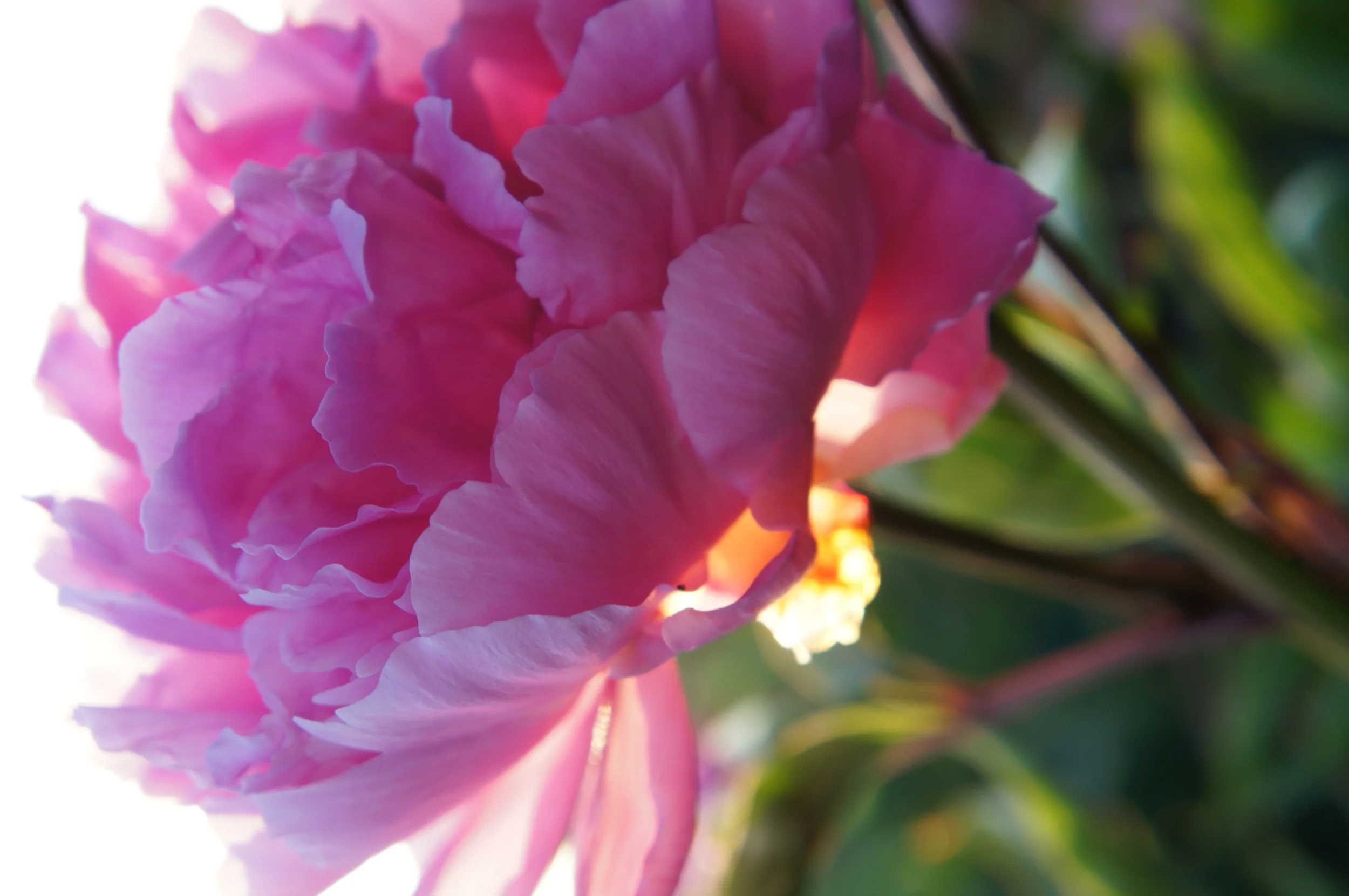 Pink peony