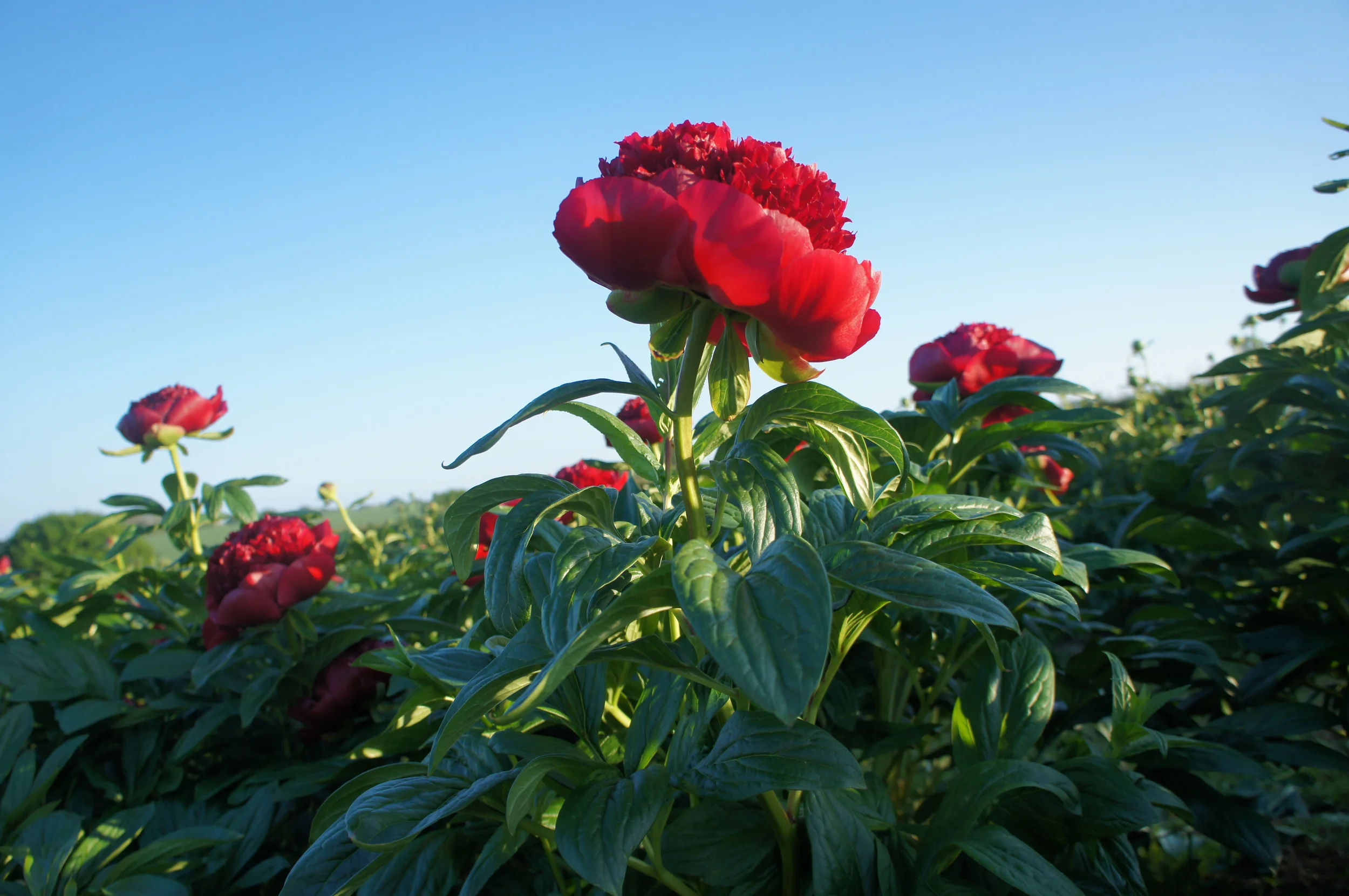 Red Charm growing in the film