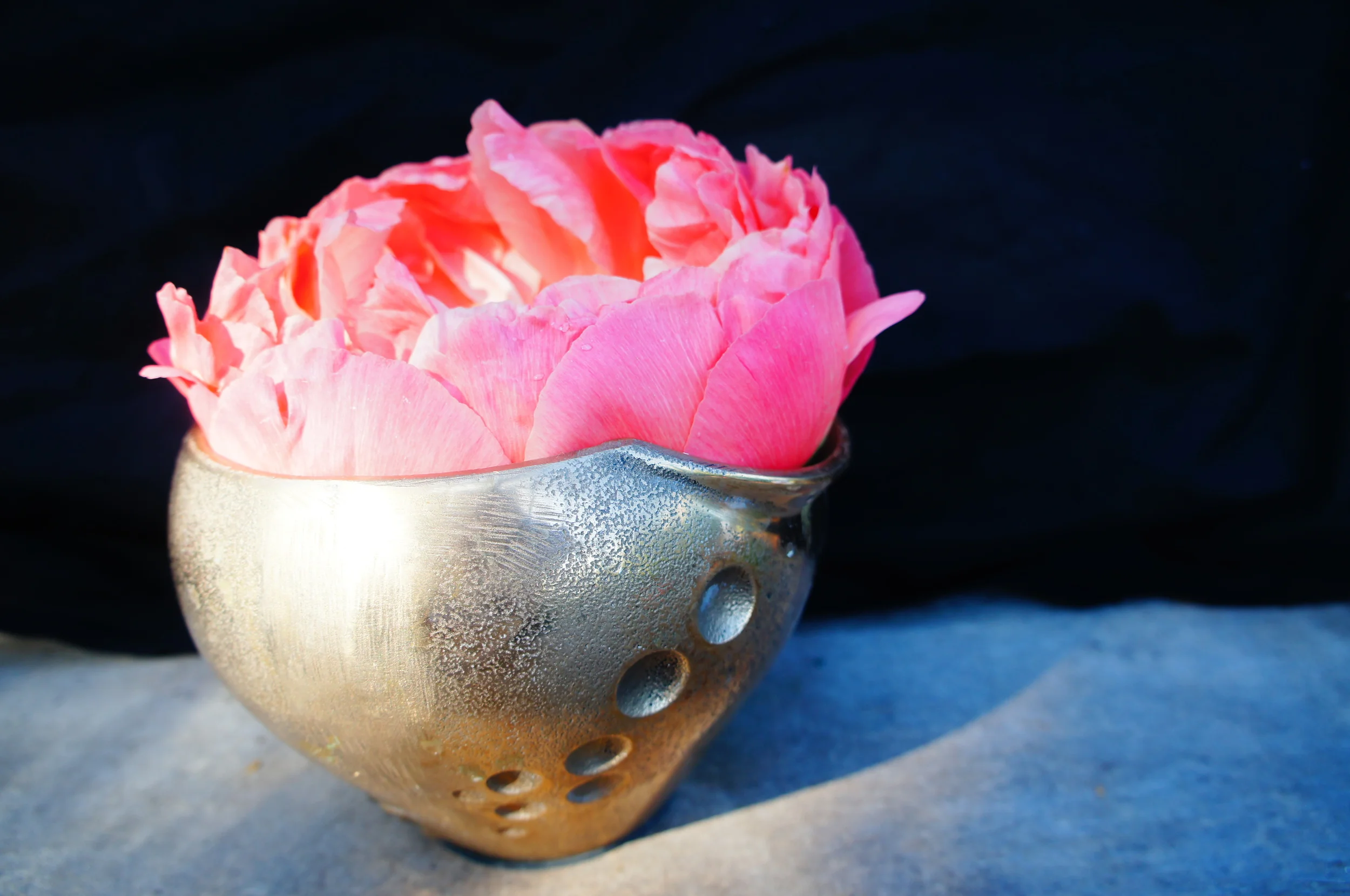 Coral Charm peony