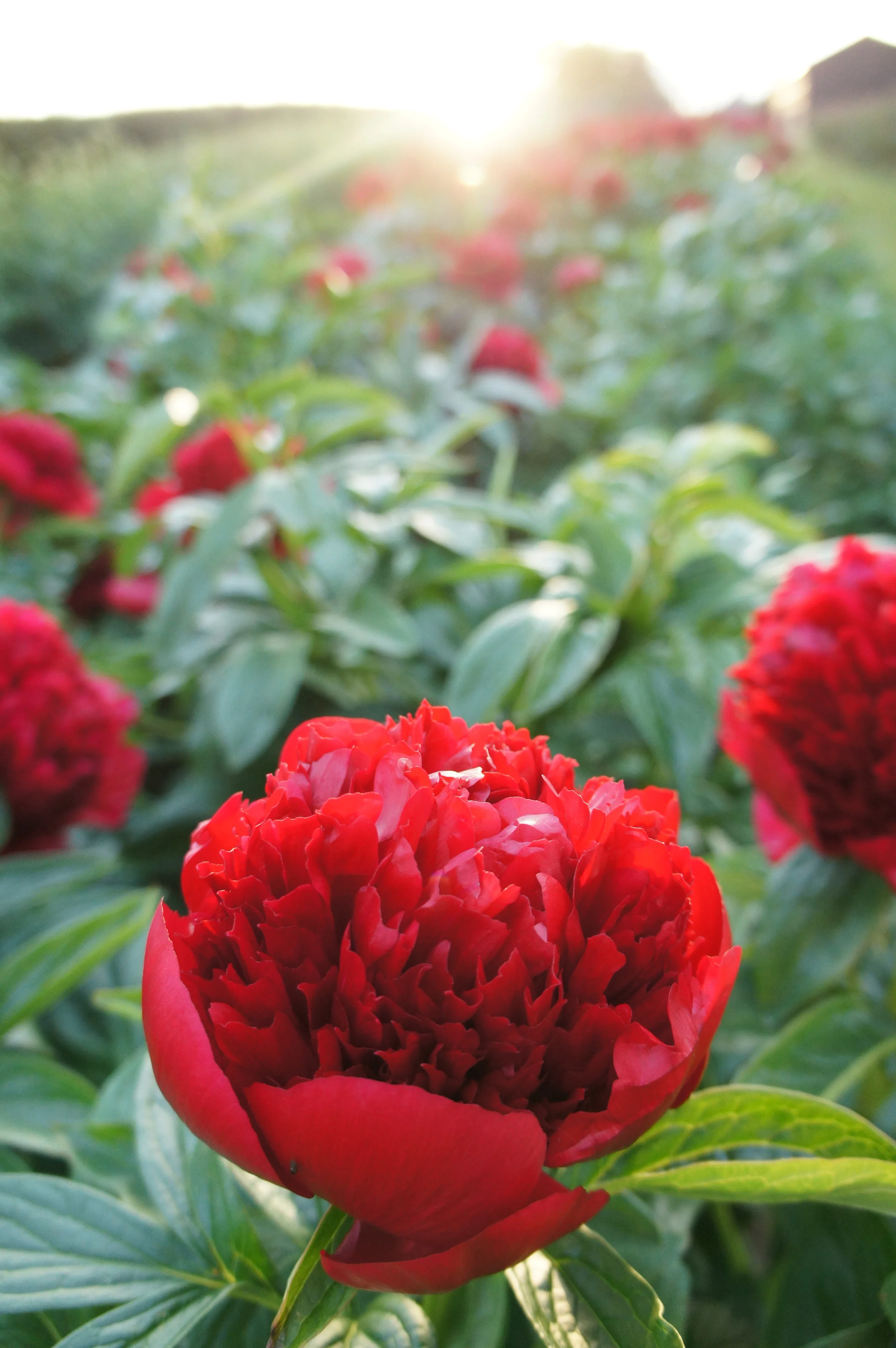 Red Charm growing in field