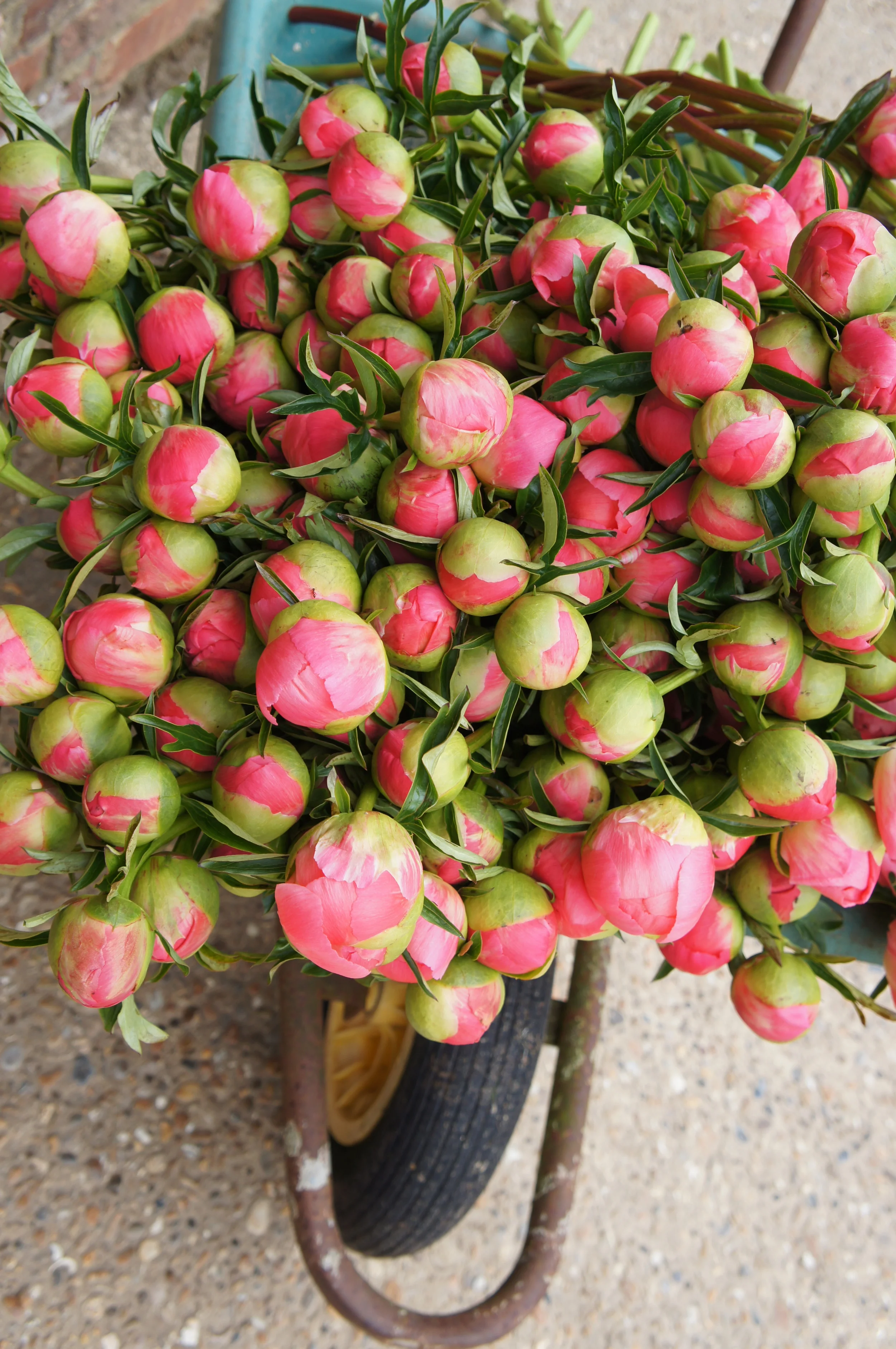 Coral Sunset picked for a wedding