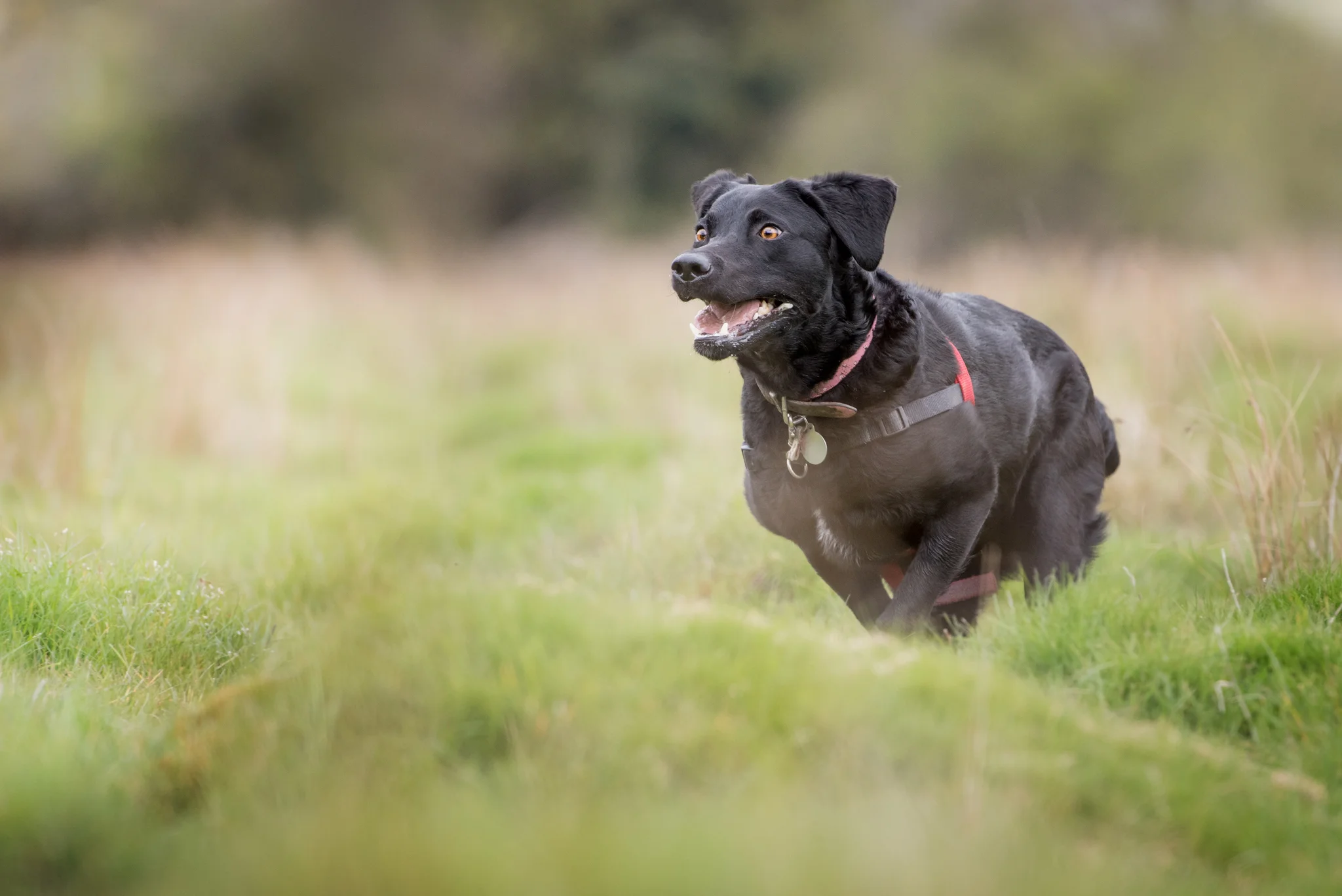 Dog walker in Hitchin