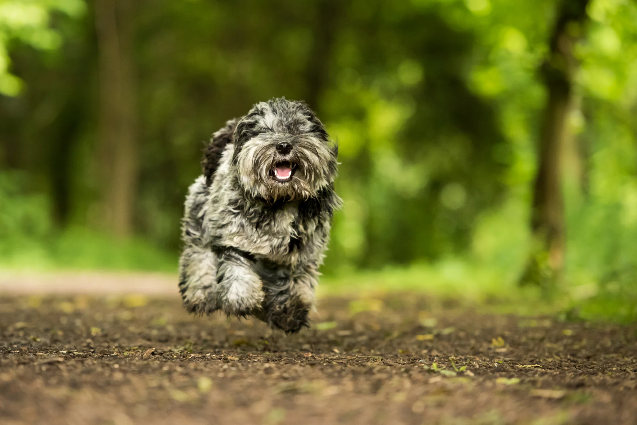 Dog Walker in Hitchin
