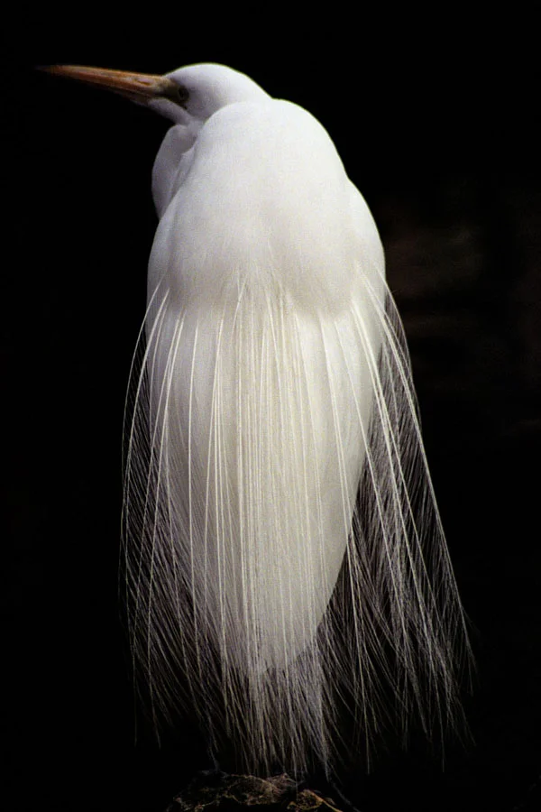 Egret II