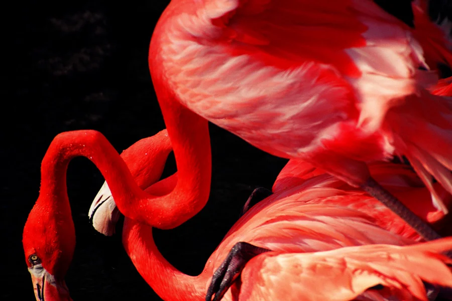 Flamingo III