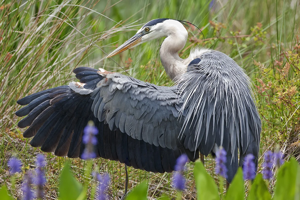 Great Blue Heron IV