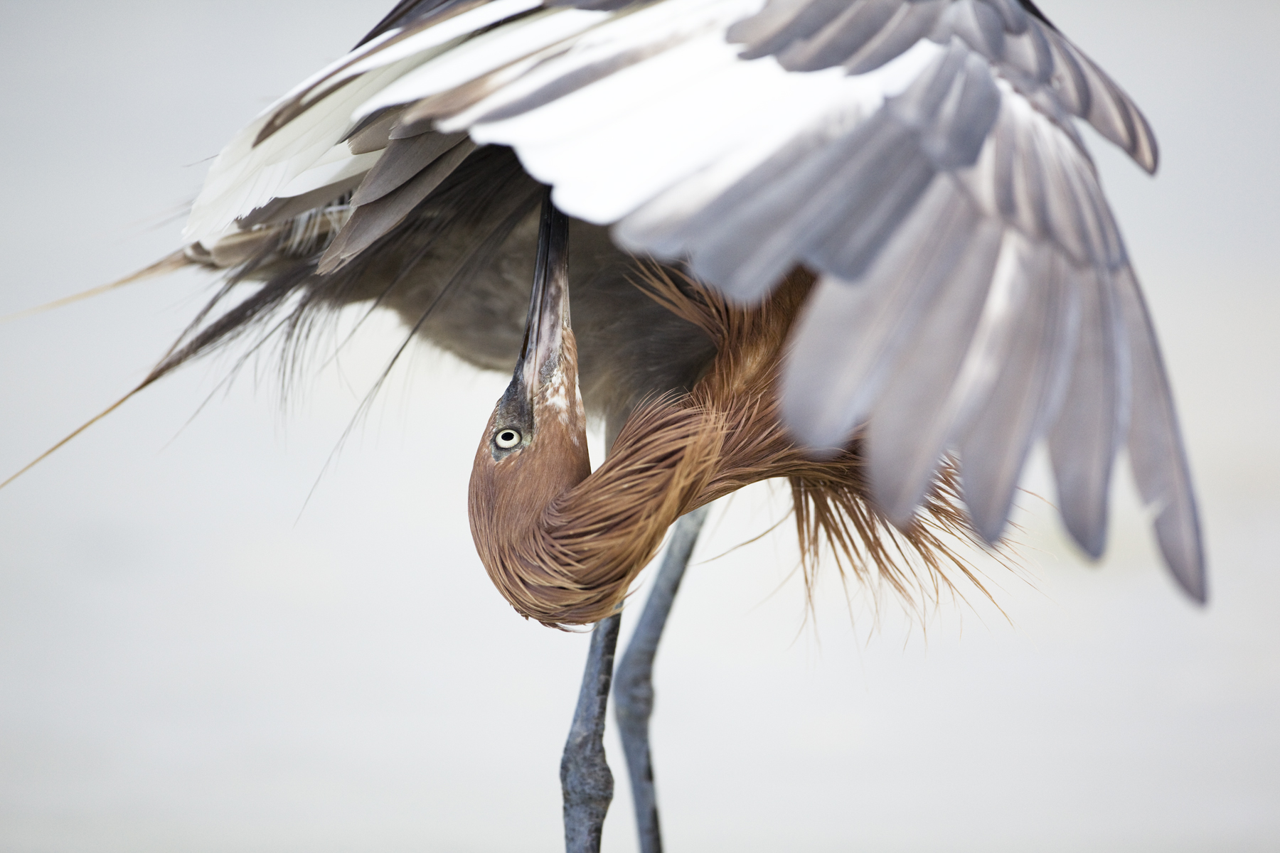 Reddish Egret I