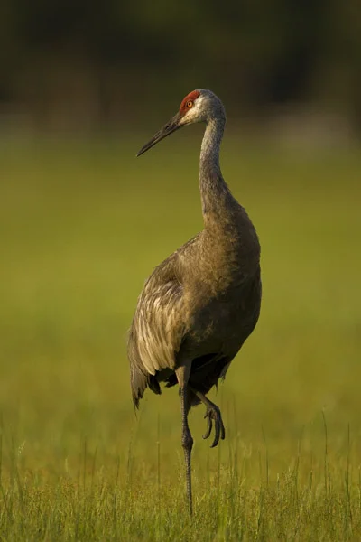 Sandhill Crane IV