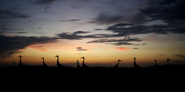 Sandhill Cranes at Twilight