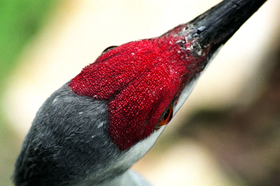 Sandhill I