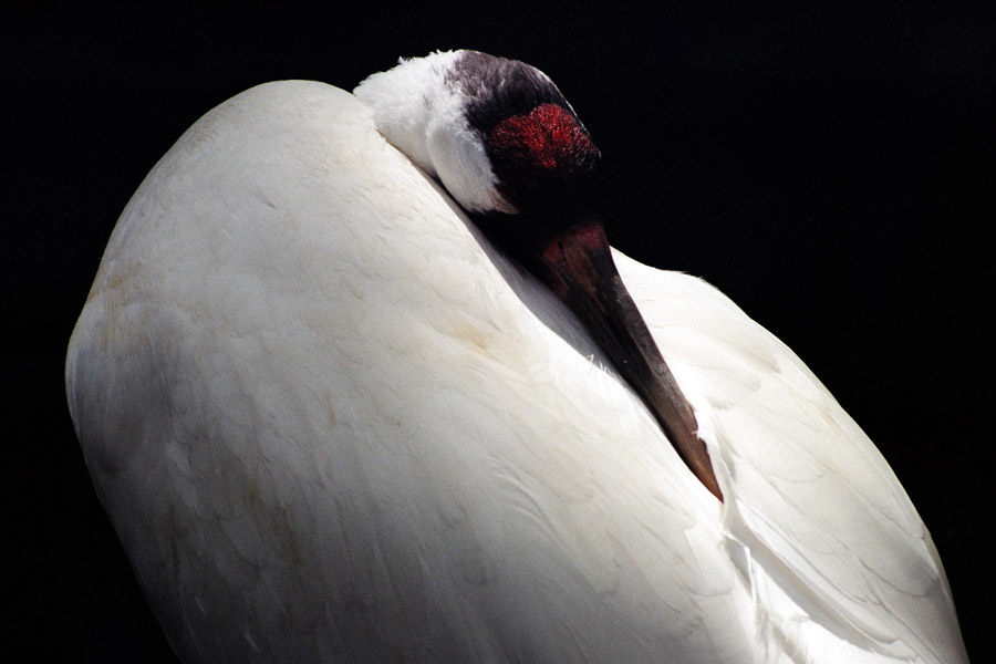 Whooping Crane II