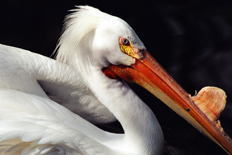 White Pelican II