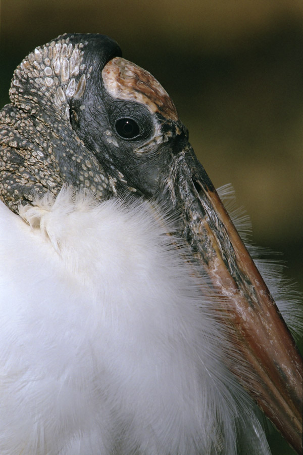 Wood Stork I