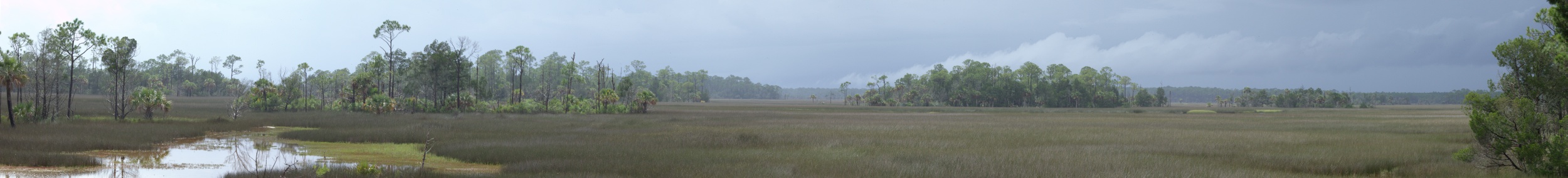 Tricolored Heron after Storm