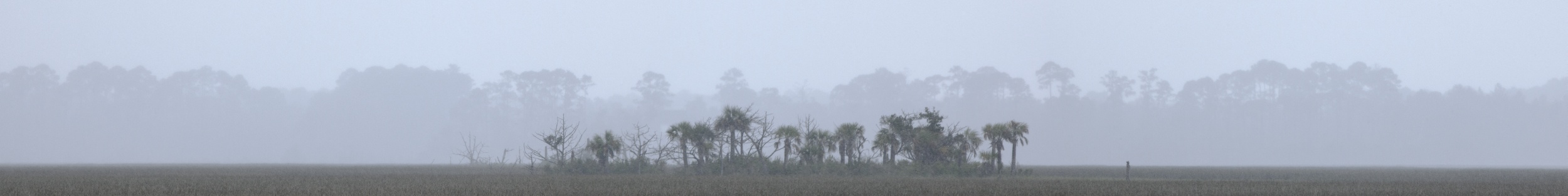 Tree Island in Rain