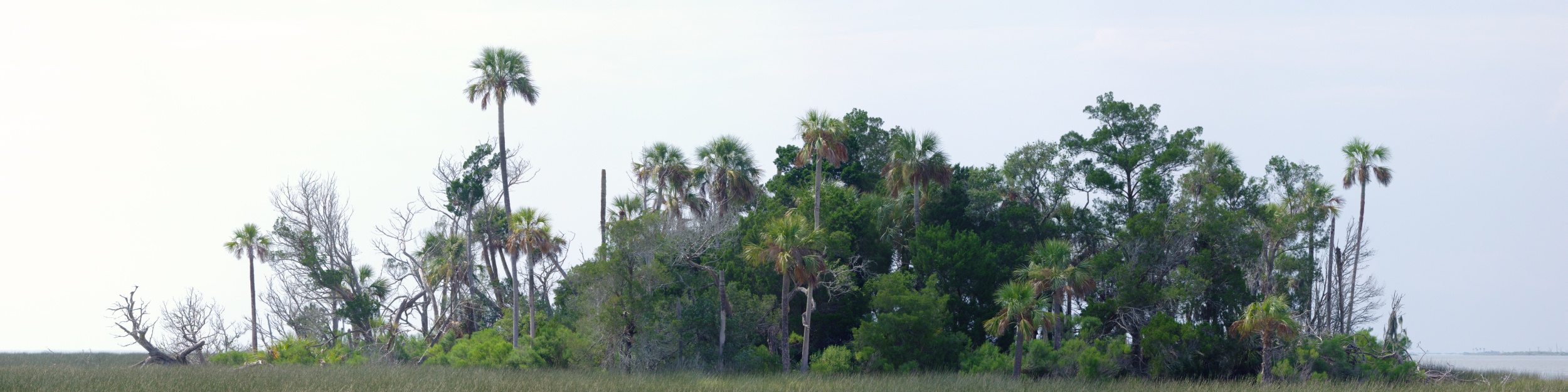 Tree Island, Withlacoochee River