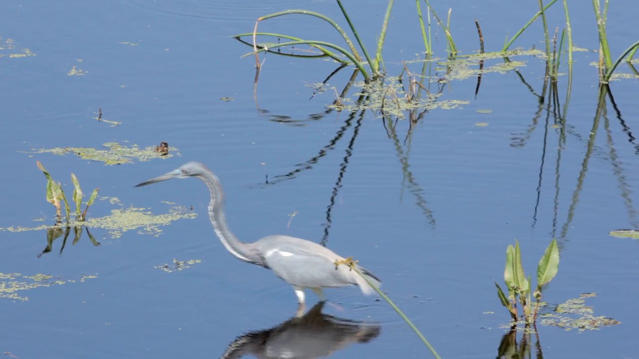 Herons Fishing (Turn on HD, full screen)