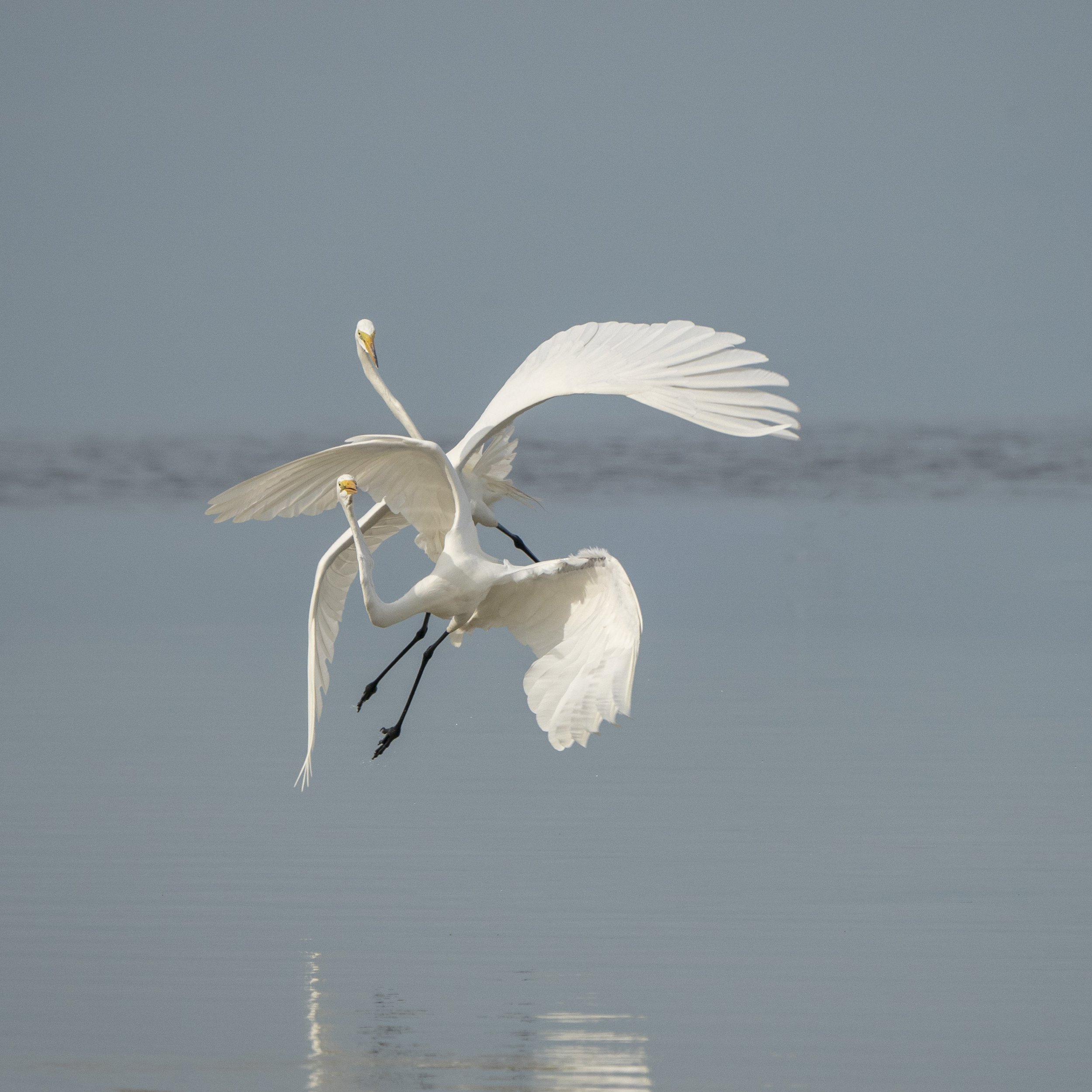 Great Egrets