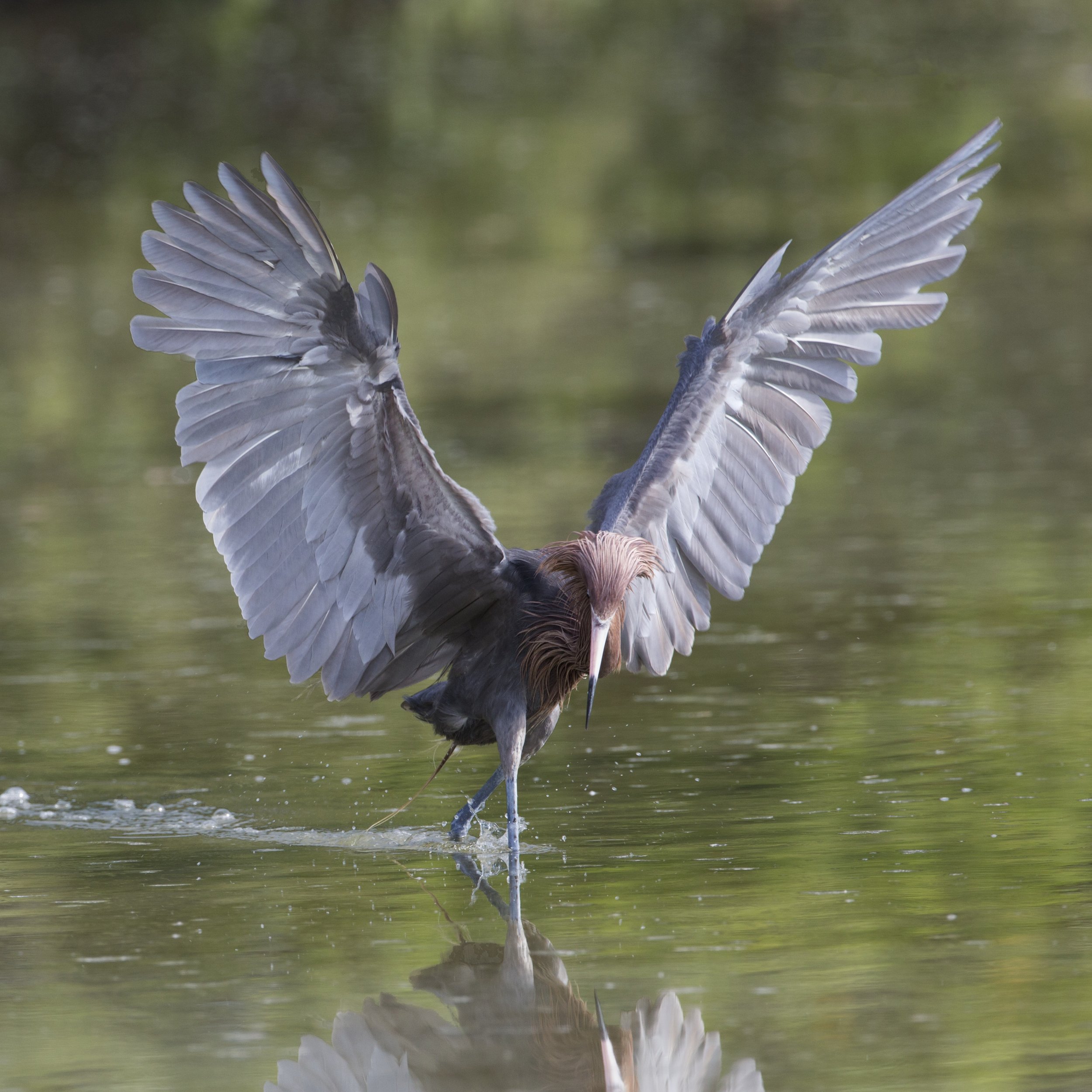 Reddish Egret