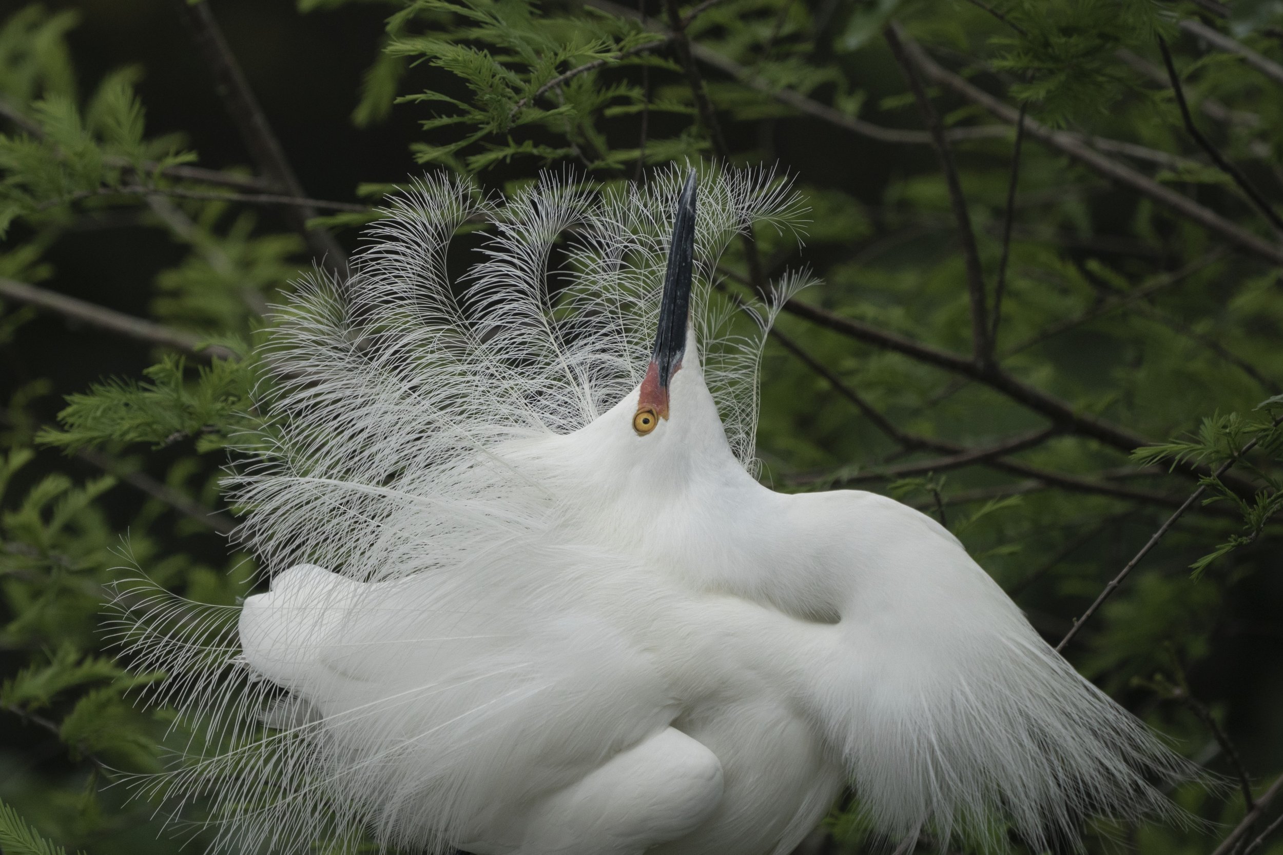 Snowy Egret