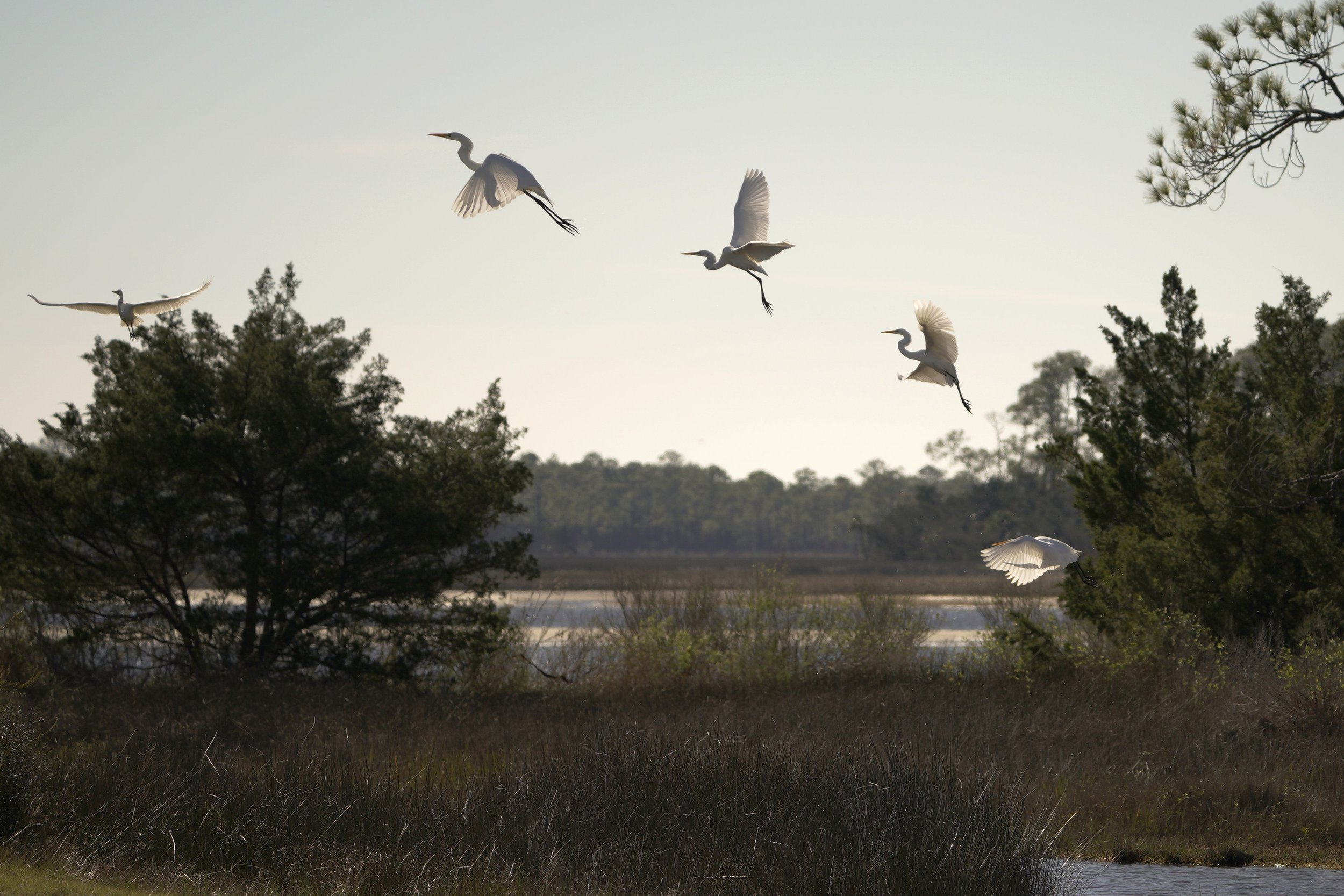 Great Egrets