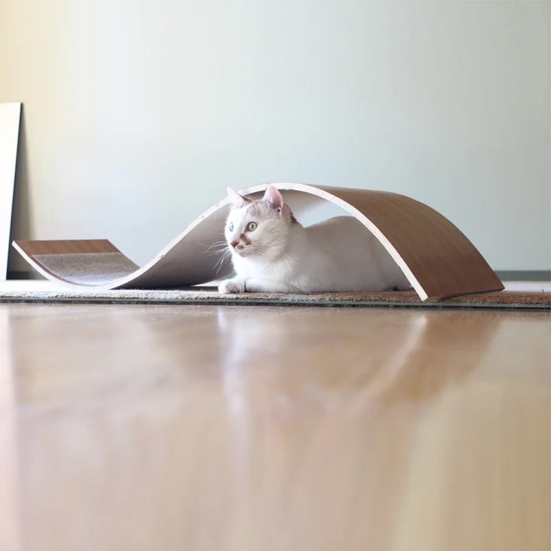 1cat.jpg