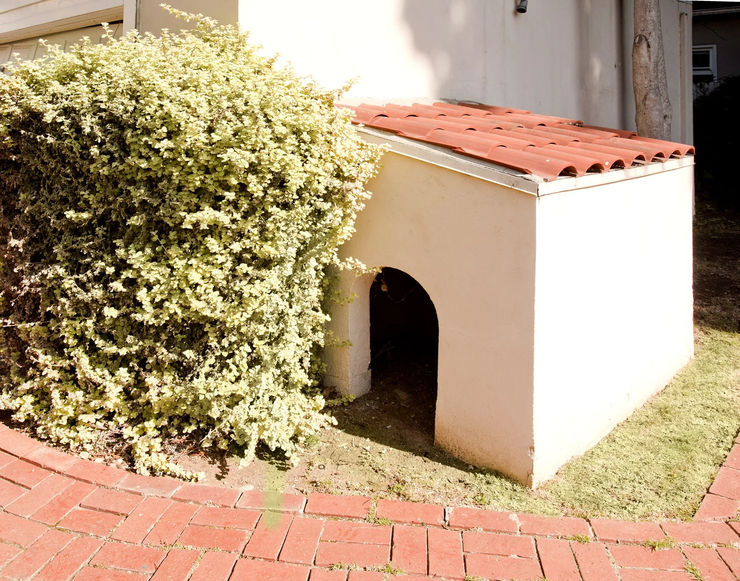 Backyard.jpg