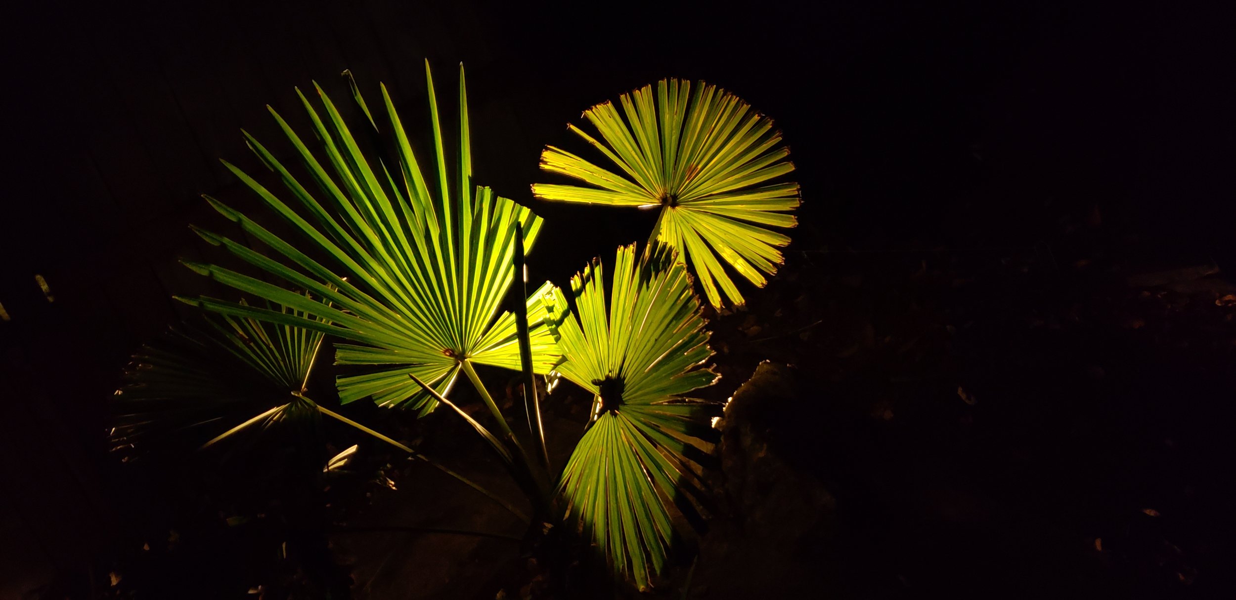 Up Lit Palm