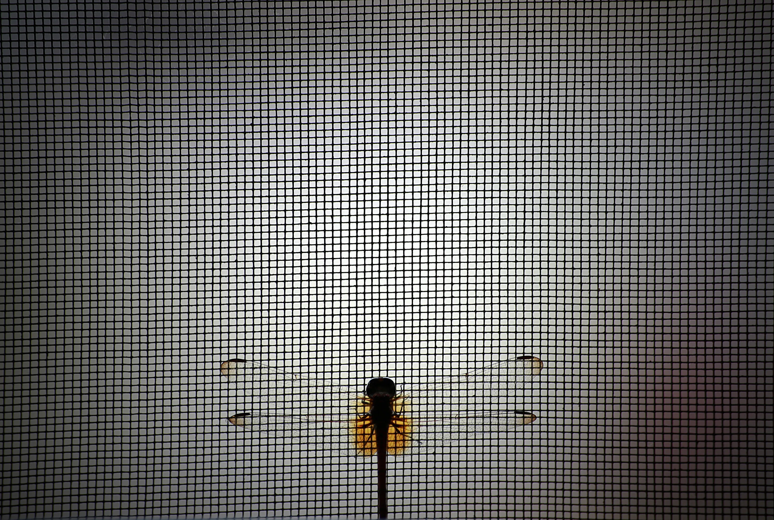 Dragon Fly.jpg