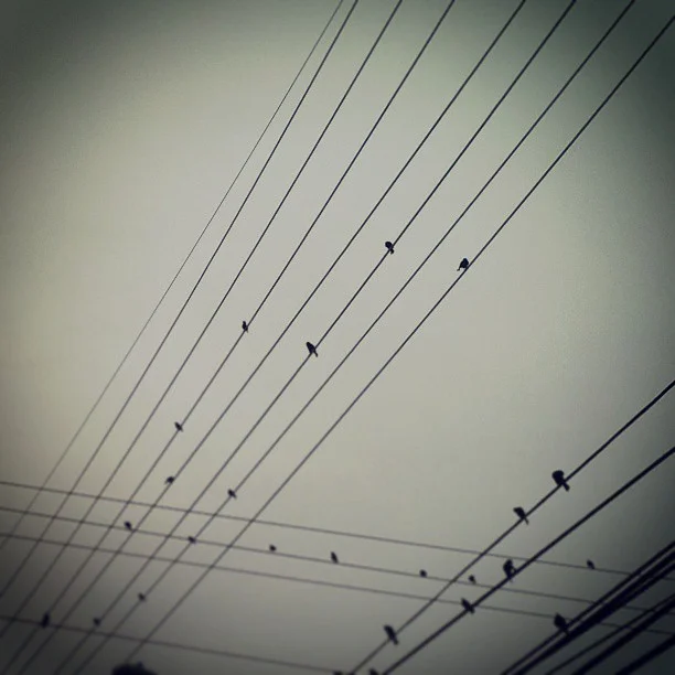 crows and cords.jpg