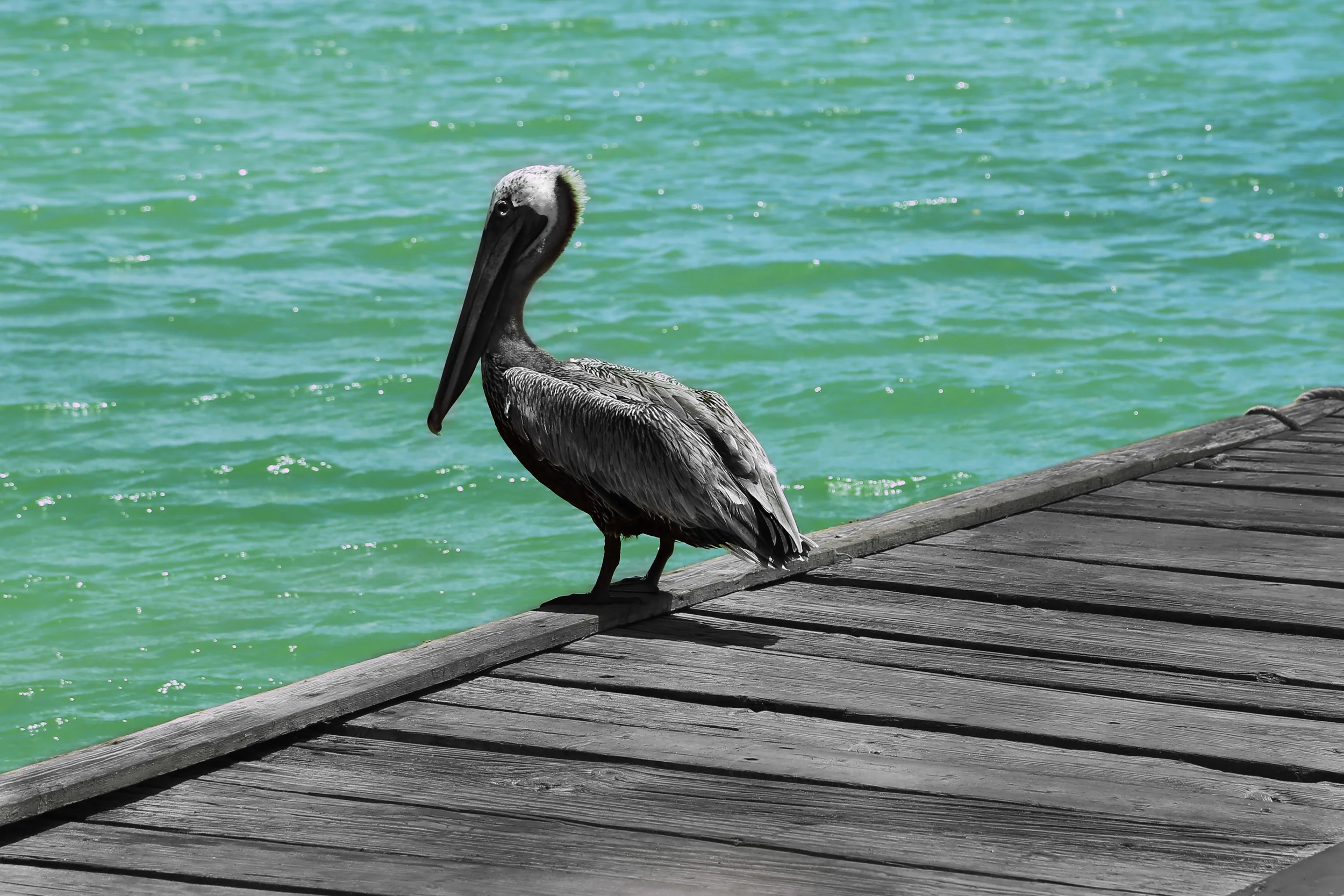 pelican blue.jpg
