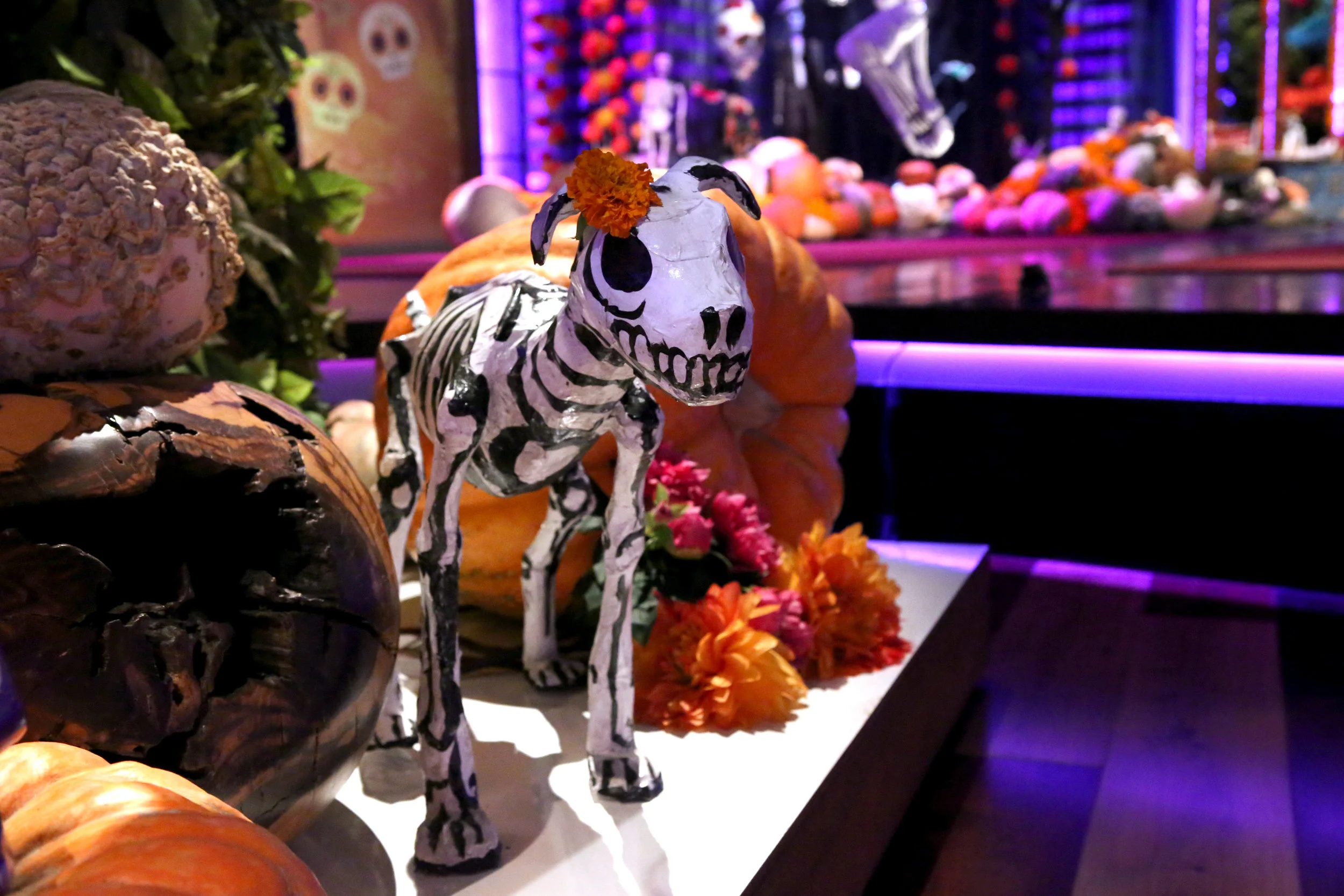 The Ellen Degeneres Show