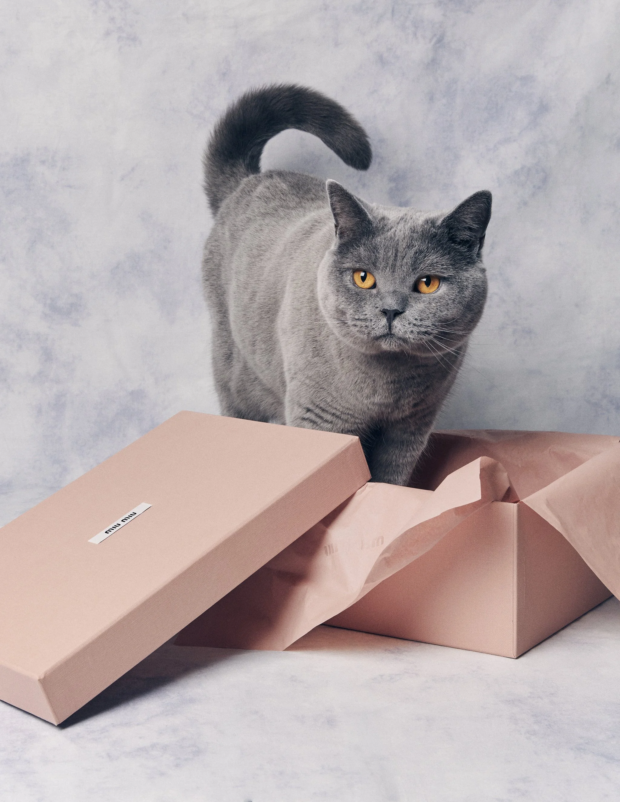 MIU MIU