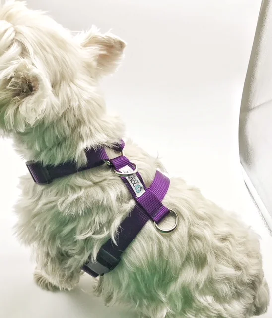 Dutch got some extra good boy cookies for posing for an impromptu shoot. Our harnesses feature two welded D-rings where you can clip our double clip leashes.