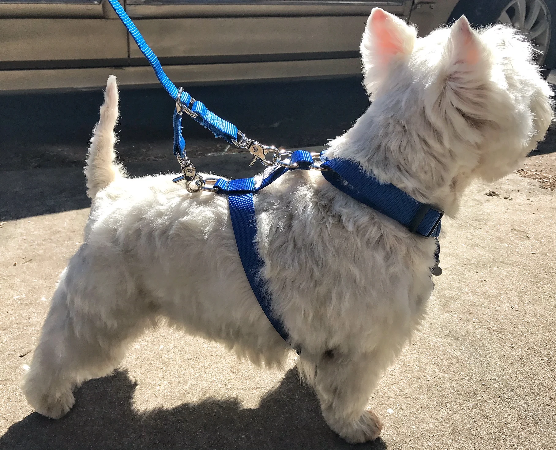 Blue harness and Leash.jpeg