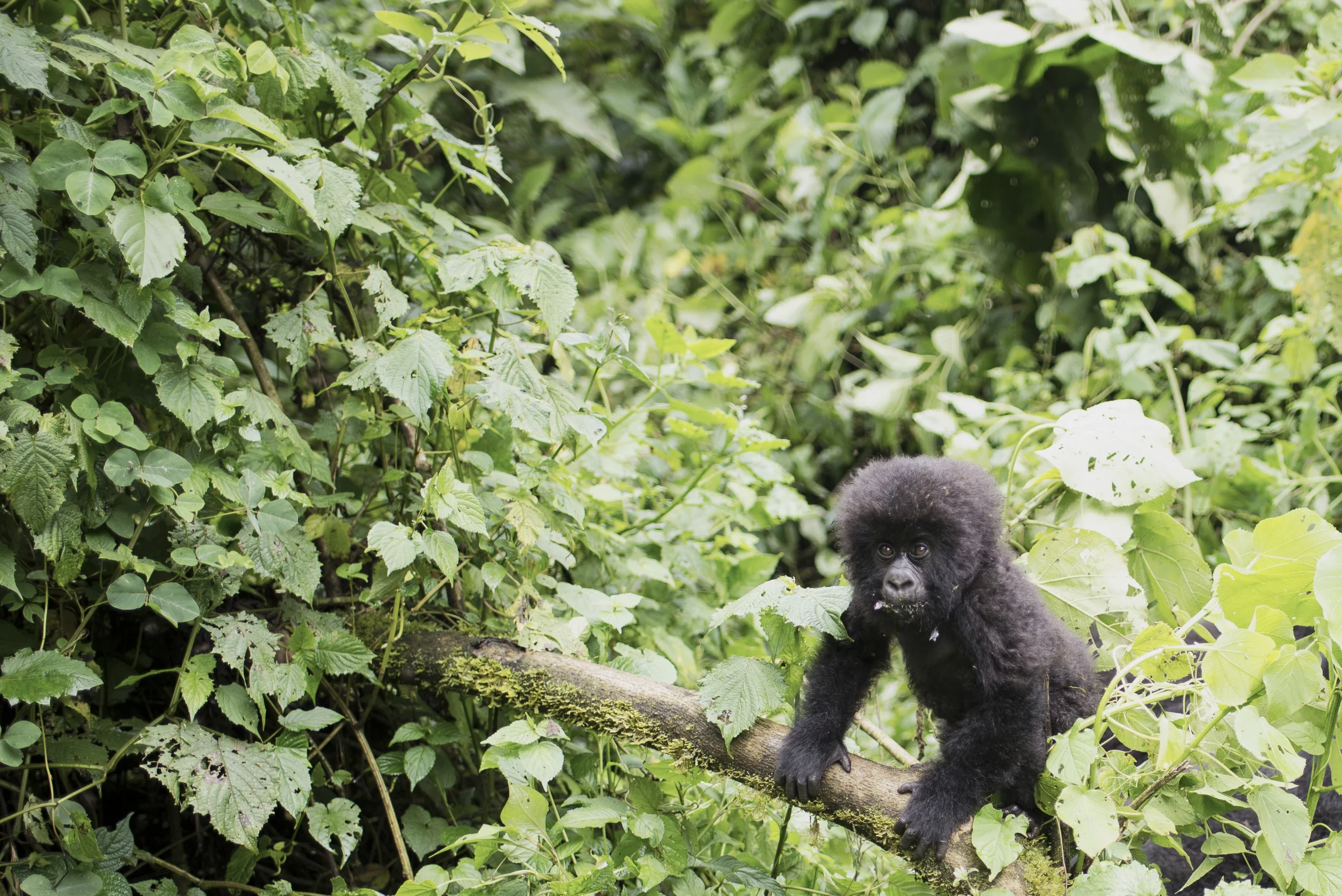 gorilla crop.jpg