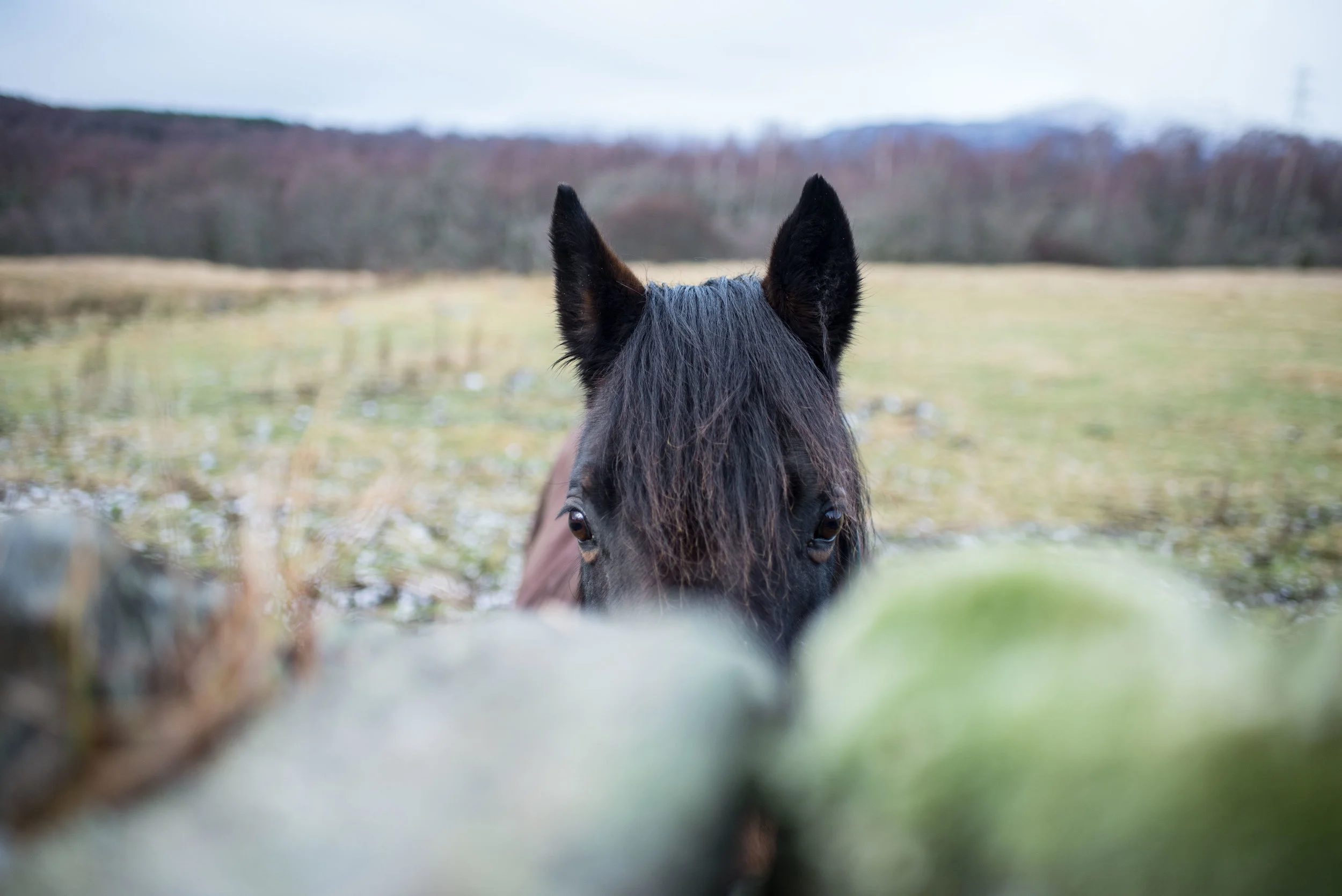 Horse Scotland_.jpg