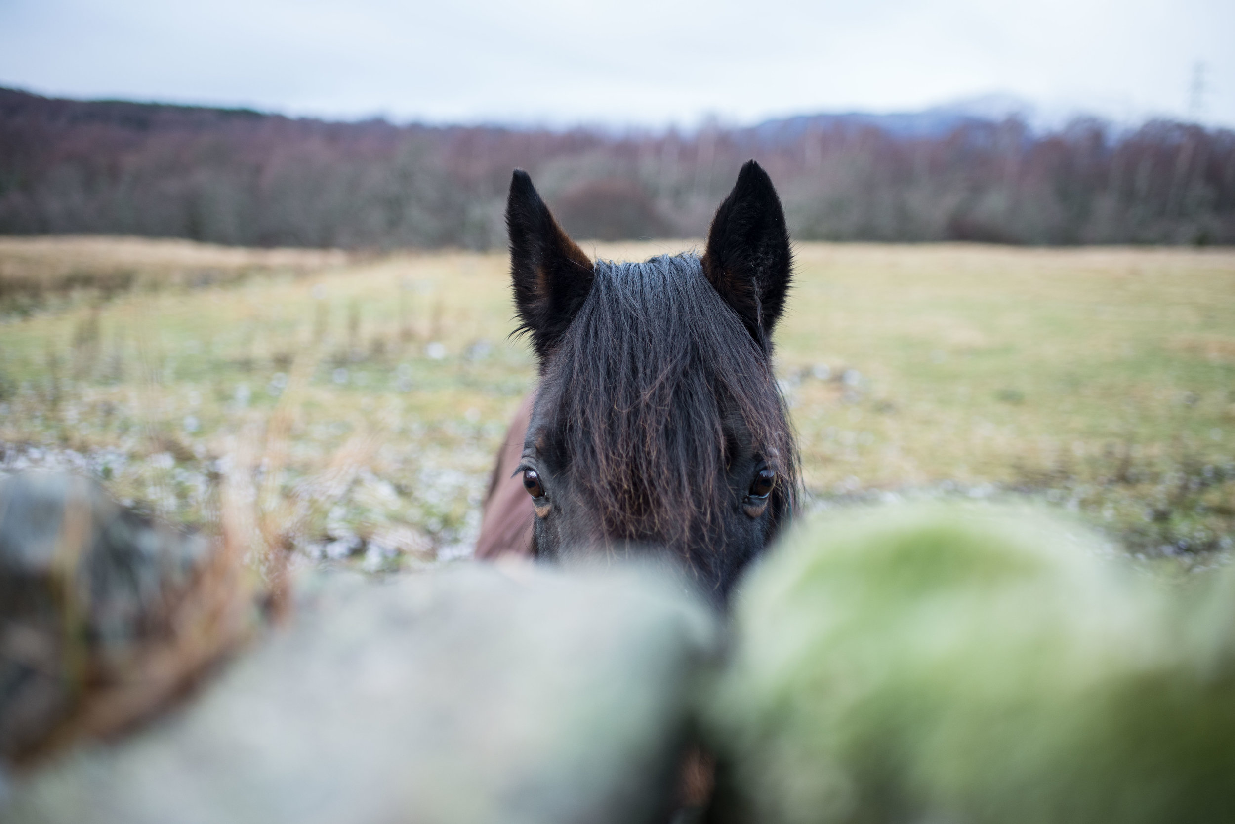 Horse Scotland_.jpg