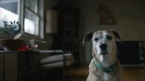 Animal Studios // Downward Dog