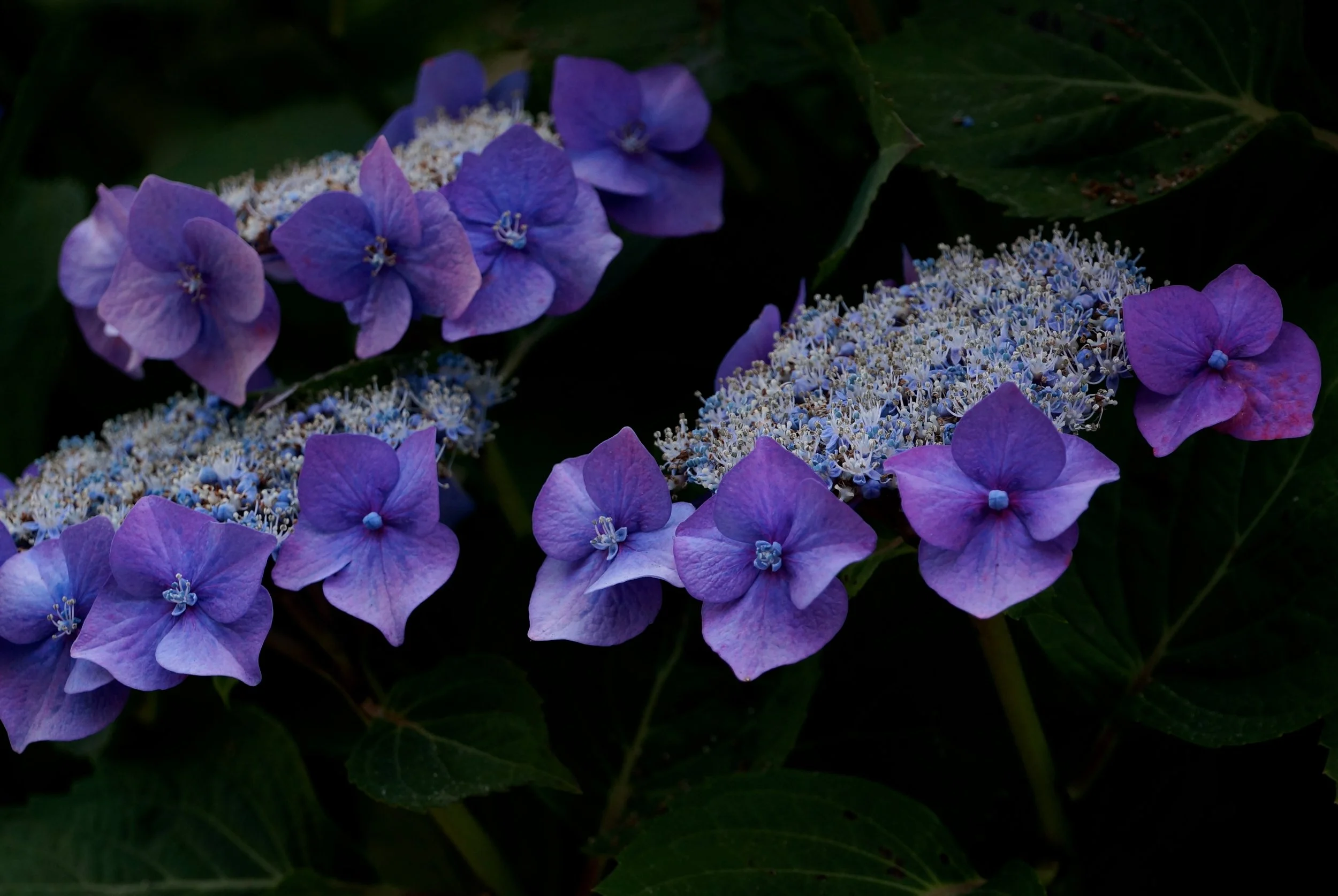 DSC08858 - Version 2.JPG