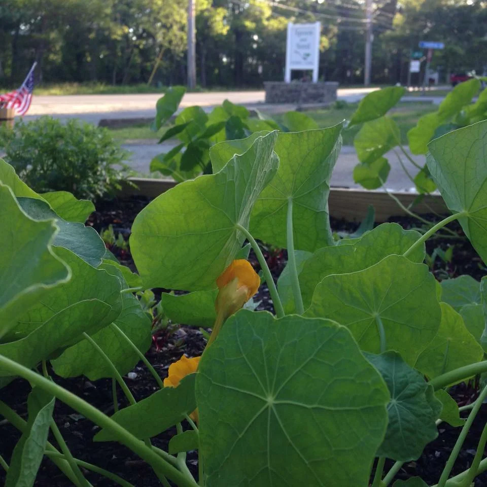 garden.jpg