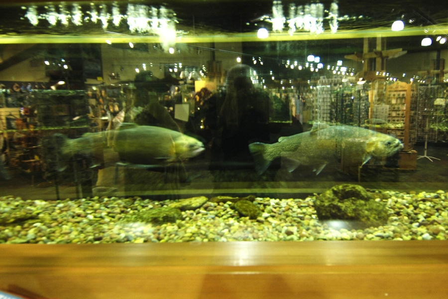 aquarium photo.JPG