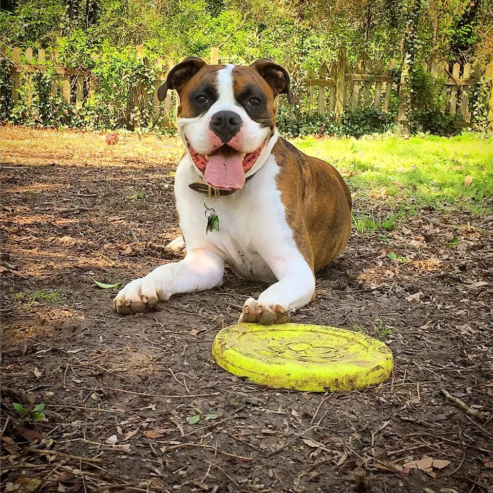 FrisbeeBoxer.jpg
