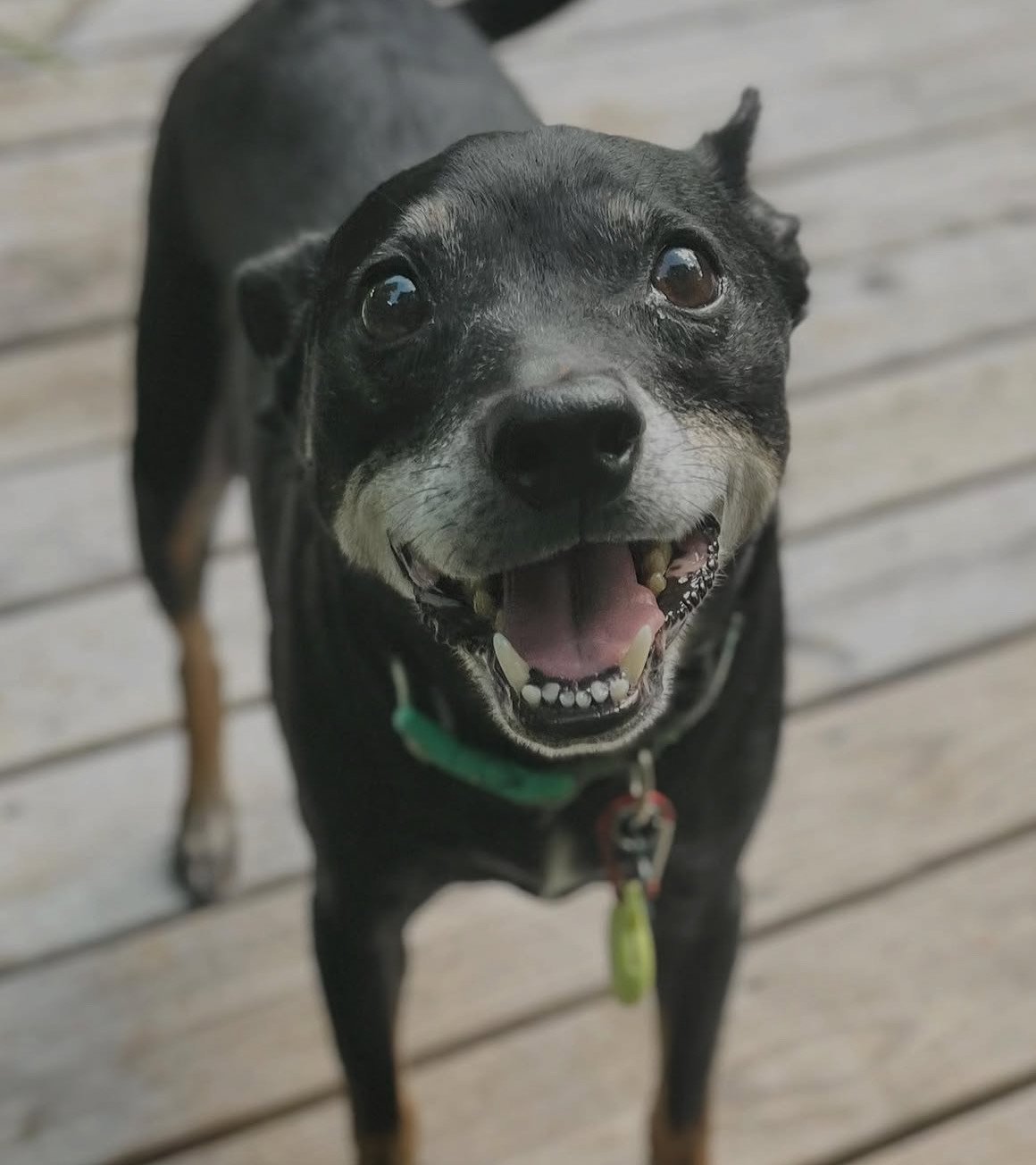 Fig - In-Home Boarder