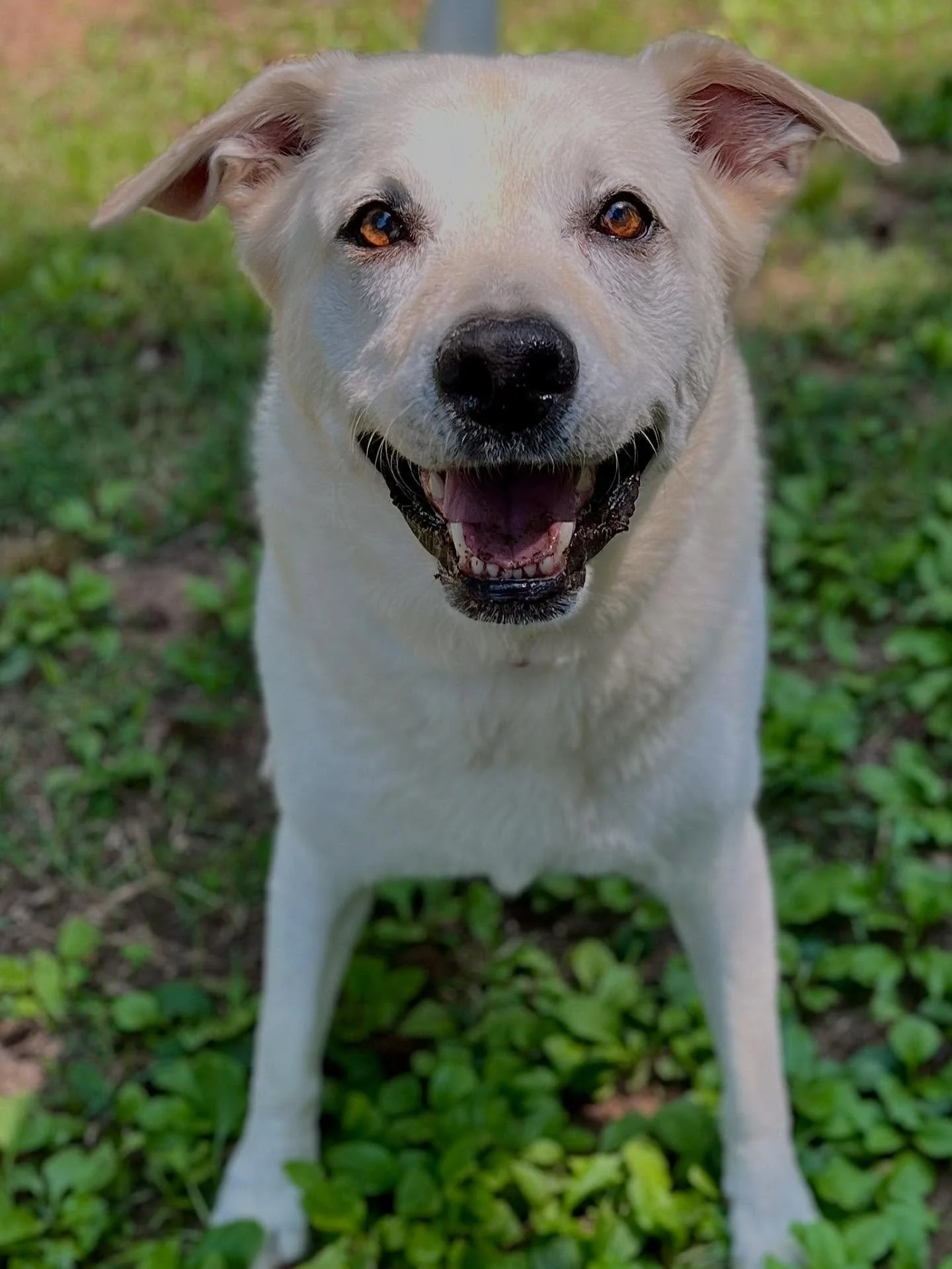 Barley - In-Home Boarder