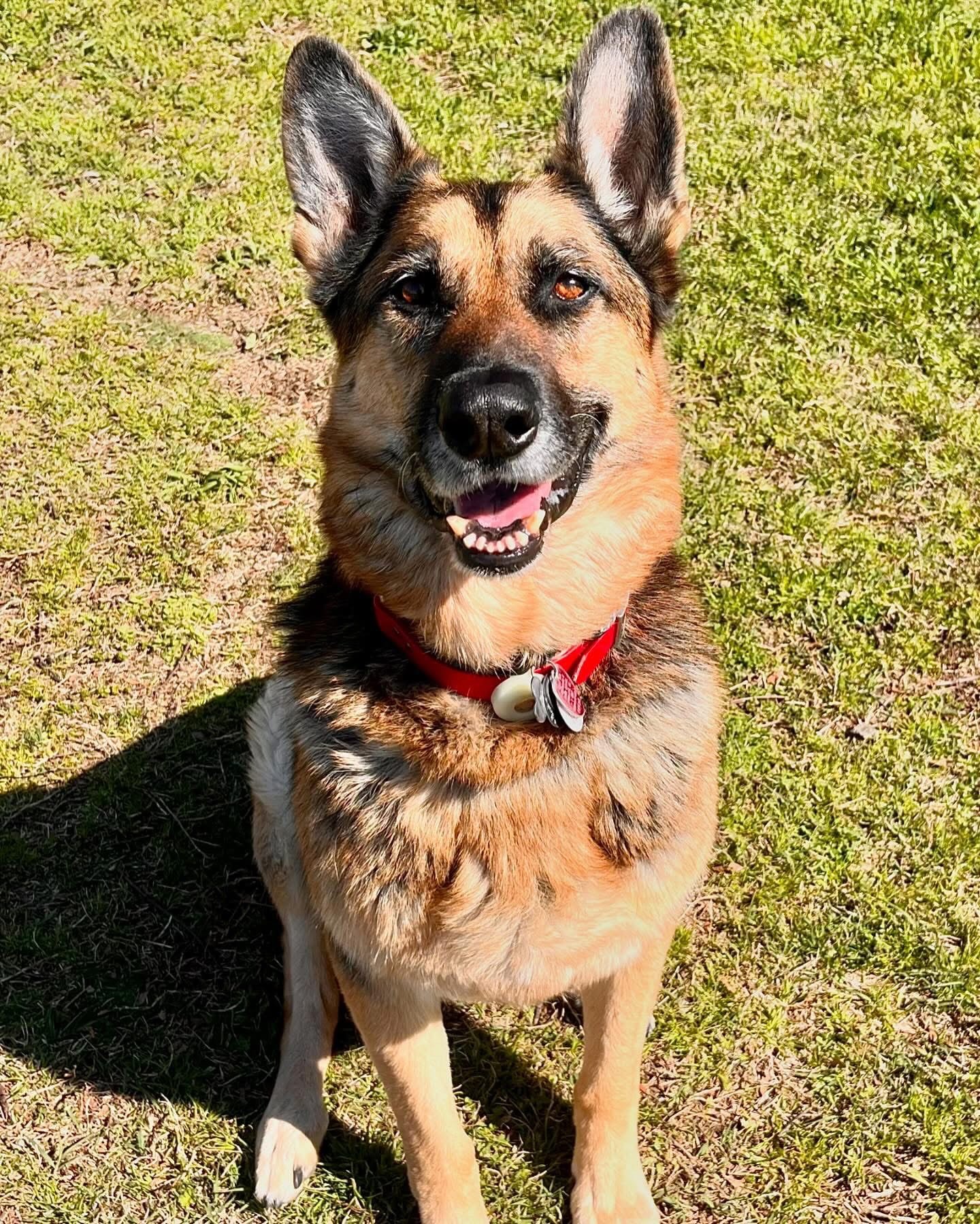 Cooper - Boarder/PackPlay