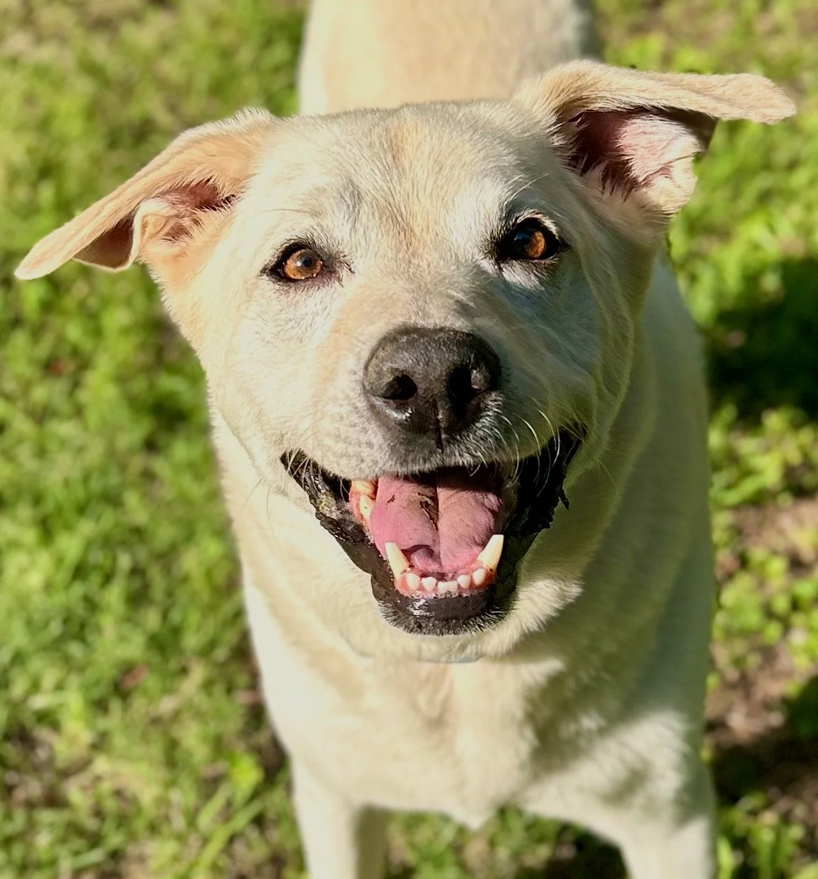 Barley - In-Home Boarder