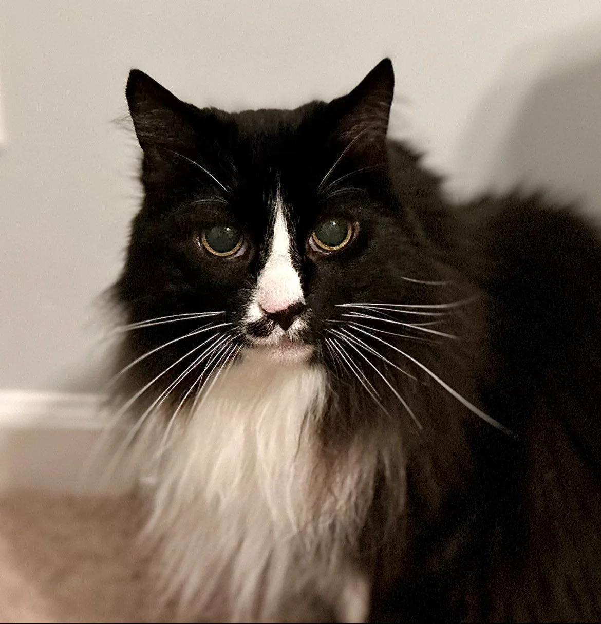 Bean - In-Home Boarder