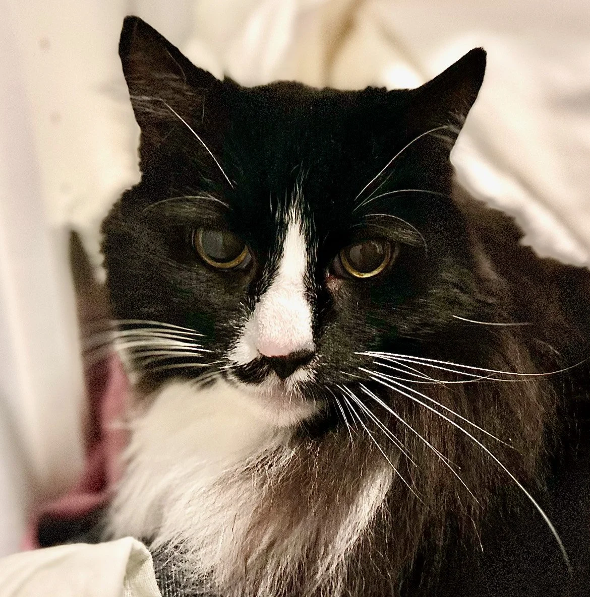 Bean - In-Home Boarder