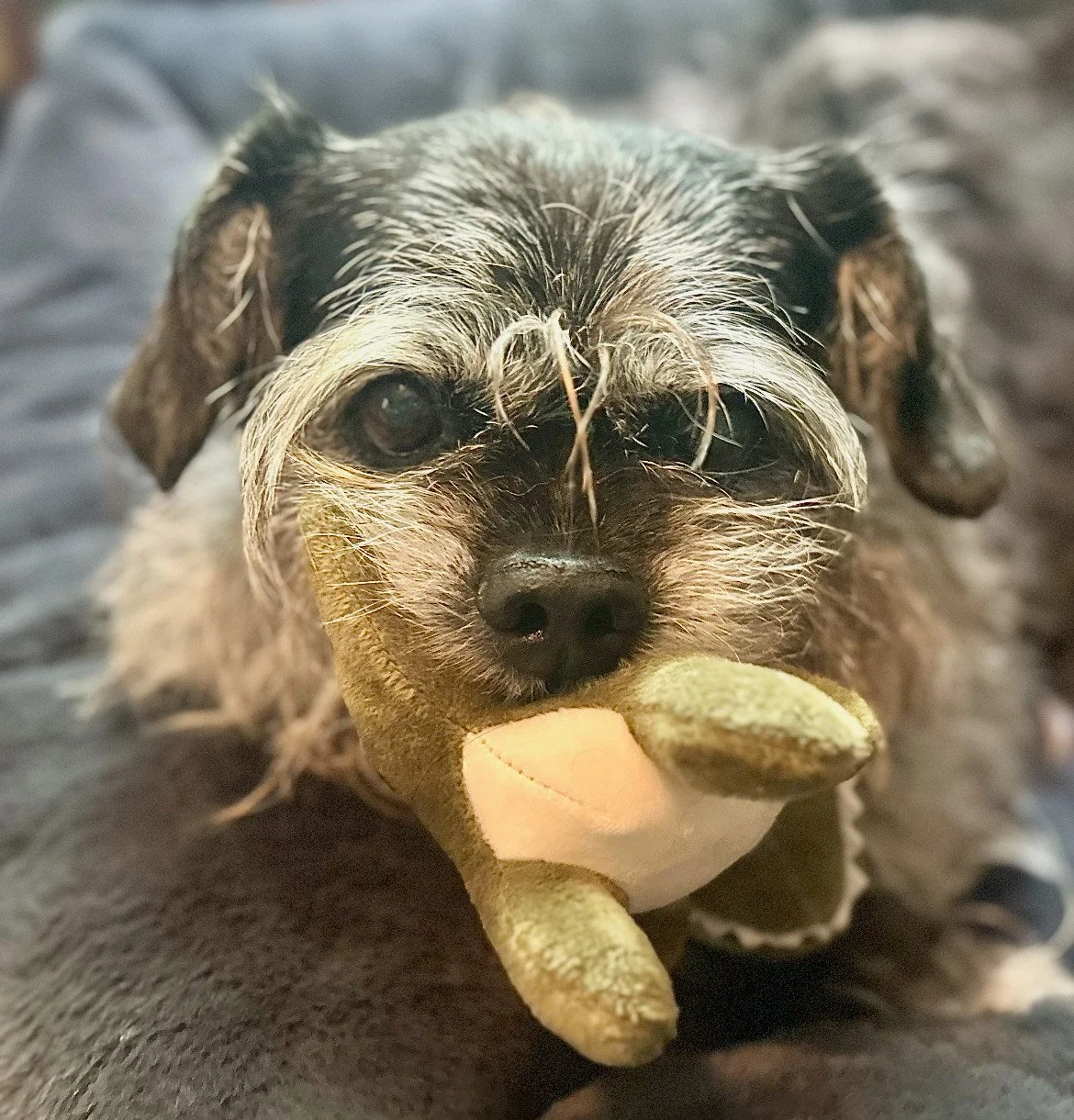 Biscuit - In-Home Boarder